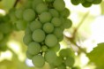 /album/photogallery/grapes-jpg/
